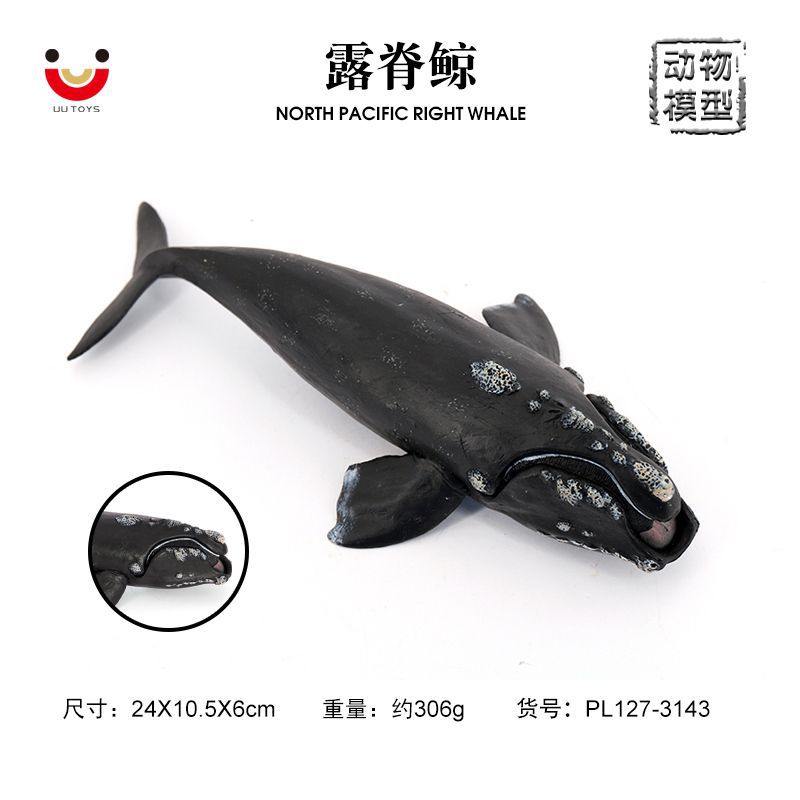 乌贼瘤头鲸墨斗玩具摆件儿童认知