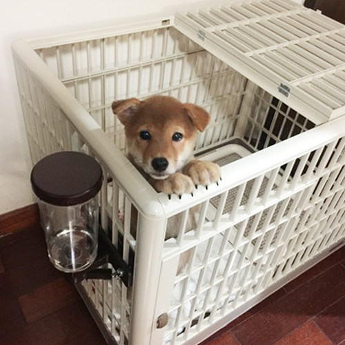 爱丽丝不生锈树脂狗笼子