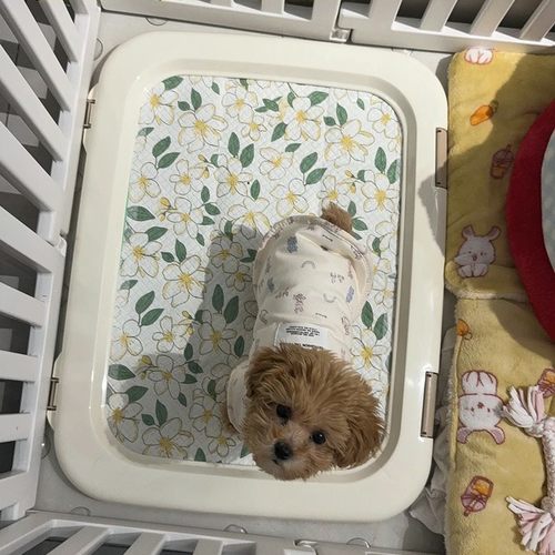 爱丽丝防撕咬狗厕所爱丽思IRIS