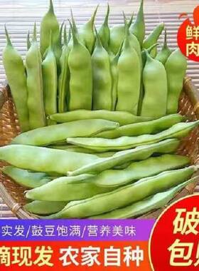 新鲜东北九月青油豆角