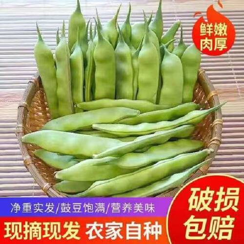 新鲜东北九月青油豆角