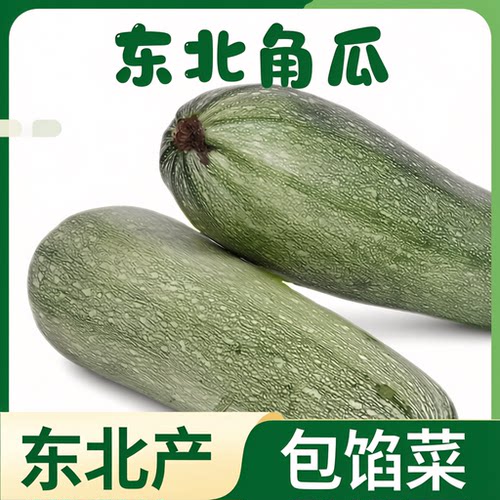东北产新鲜角瓜老式西葫芦农家大白瓜包馅好吃当季时令蔬菜包邮