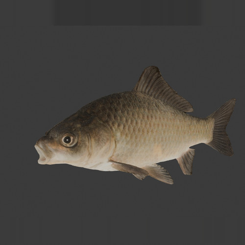 鲫鱼3D模型含贴图obj/blender/fbx/glb