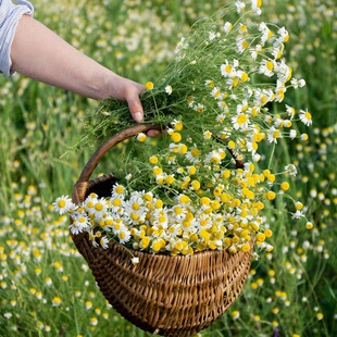 罗马洋甘菊种子多年生小白菊泡水提炼精油可切花阳台盆栽庭院种植