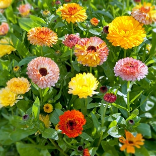 【金盏花种子】金盏菊四季易种花种籽长生菊花海盆栽耐寒花期长