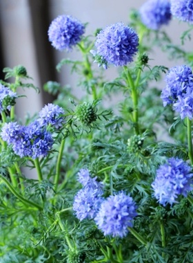 球吉利花荵种子 天空精灵 Gilla 蓝色顶针花 头花吉利草 花卉种籽