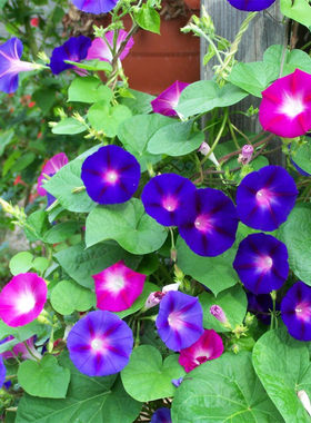【牵牛花种子】喇叭花种籽孑