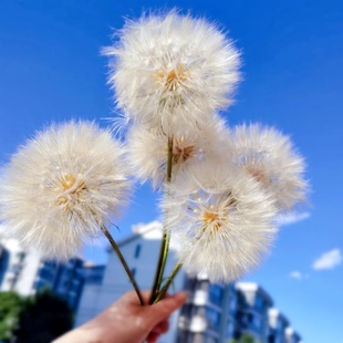 超级蒲公英种子巨型蒲公英耐寒黄花婆罗门参巨大花球可食用做干花
