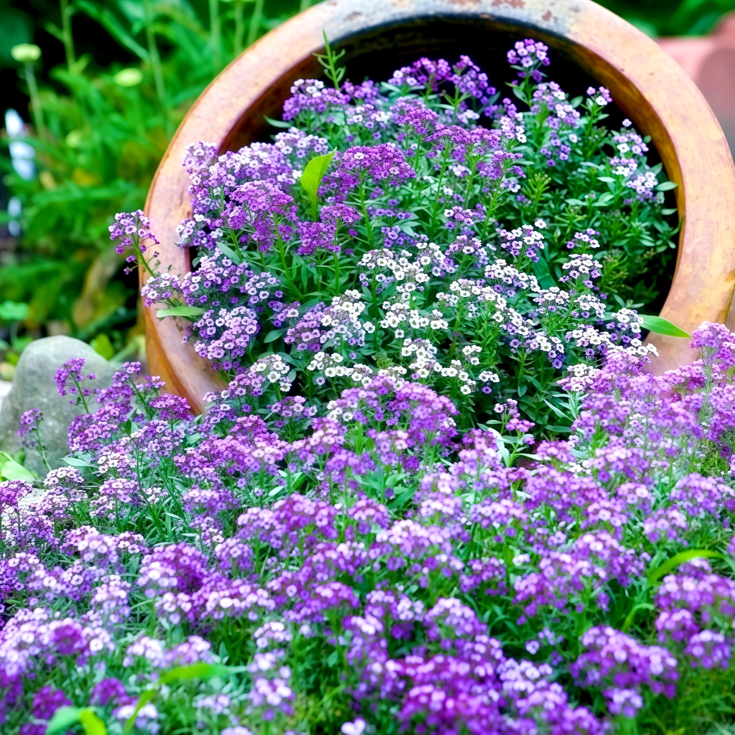 紫色香雪球种子蜜蜂采蜜花卉花籽四季播植物花期长芳香花种籽阳台