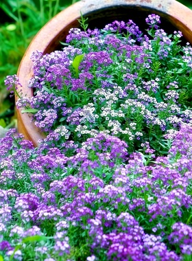 紫色香雪球种子蜜蜂采蜜花卉花籽四季播植物花期长芳香花种籽阳台