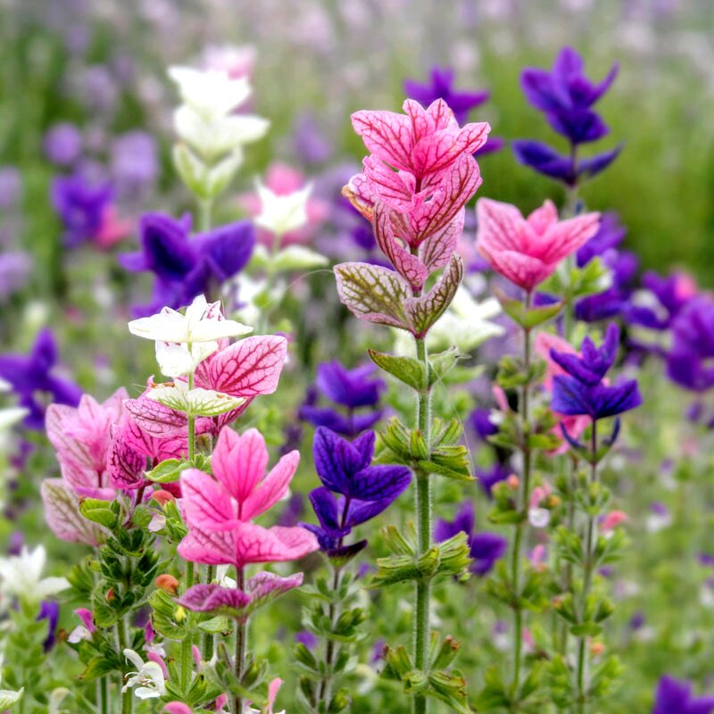 彩苞鼠尾草种子花境绿植香草植物种籽蓝粉色耐热耐寒庭院盆栽花籽