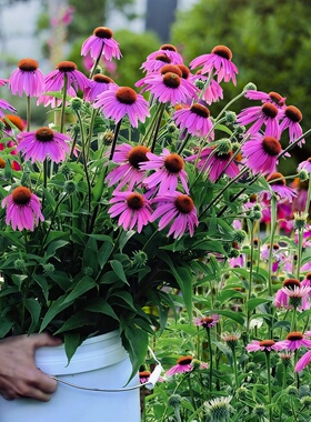 紫色松果菊种子紫锥花紫锥菊多年生宿根耐寒耐热耐旱花卉园林花海