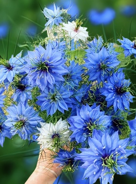 【蓝色黑种草种子】波斯宝石黑子草可食用四季播种蜜源植物花种籽