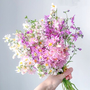 蛾蝶花种子蝴蝶草荠菜花易种室内外四季开花盆栽植物花籽花卉花海