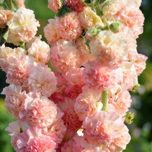 进口蜀葵种子/查特/鲑鱼粉 桃子与梦蜀葵 高杆重瓣宿根多年生春秋