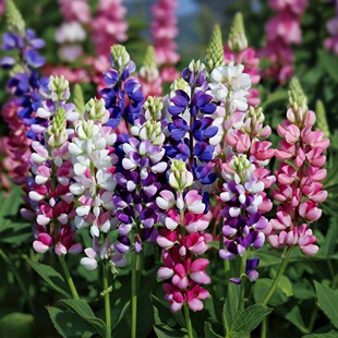 羽扇豆种子鲁冰花花种籽子春秋播种庭院花境花海易种花种盆栽阳台