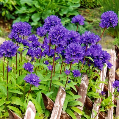 聚花风铃草种子灯笼花北疆风铃草蓝紫色草花耐寒多年生花籽春秋播