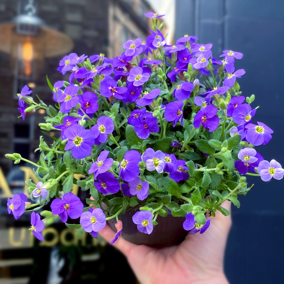 南庭芥种子石头缝花耐寒多年生