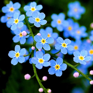 中华勿忘草种子四季开花新手易种花籽宿根多年生勿忘我阳台盆栽花