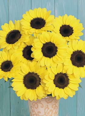 Sakata向日葵种子文森特2柚子色观赏切花向日葵Vincent's Pomelo