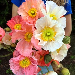 冰岛虞美人种子耐寒多年生花种籽新手易种盆栽花海种植大花虞美人