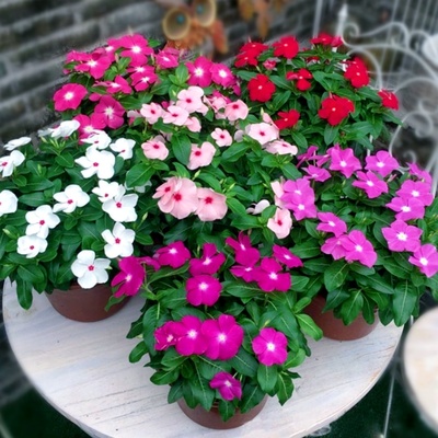 长春花种子五叶梅花期长四季开花