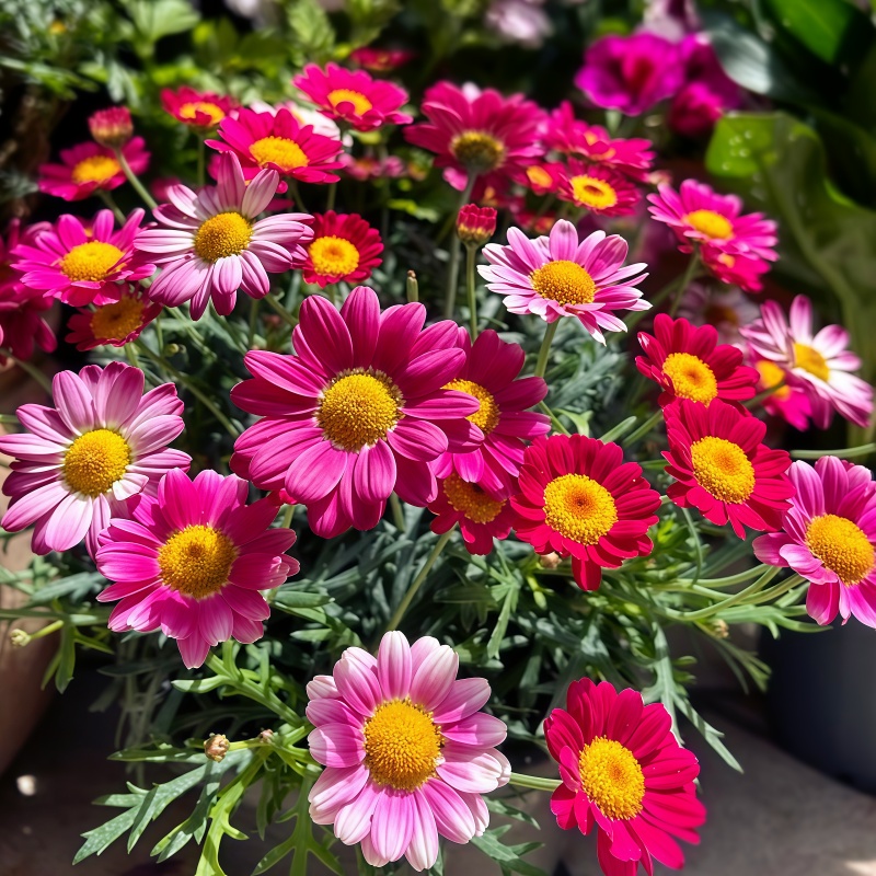 除虫菊种子驱蚊草驱虫菊