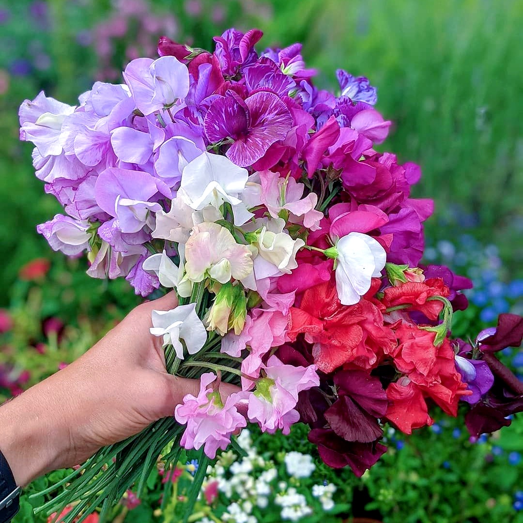 切花香豌豆种子爬藤盆栽混色别墅花园田园花镜藤本春季开花春秋播