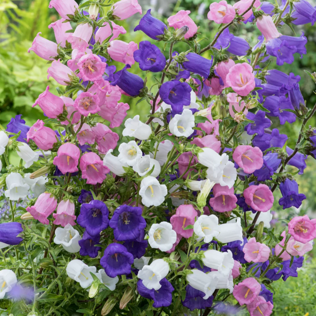 风铃草种子铃铛花耐寒耐荫