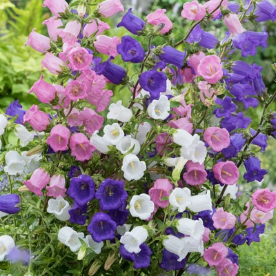 风铃草种子铃铛花耐寒耐荫