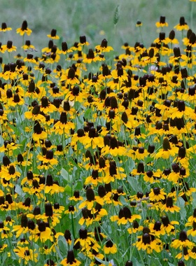 抱茎金光菊种子切花金光菊桔黄色金光菊菊耐热盆栽草原松果菊种籽