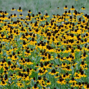 抱茎金光菊种子切花金光菊桔黄色金光菊菊耐热盆栽草原松果菊种籽