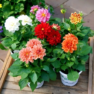 【矮杆大丽花种子】盆栽庭院鲜花种子四季种易活大丽菊花地瓜花籽