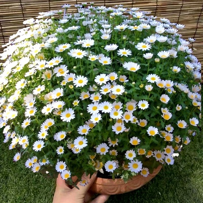 白晶菊种子易爆花小雏菊