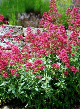 【红缬草种子】芳香耐寒花卉种籽红花中花红排草多年生红色马鞭草