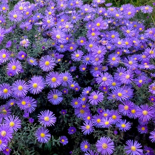 多年生宿根荷兰菊花籽耐寒耐旱好养植物高岭紫苑 高山紫菀种子