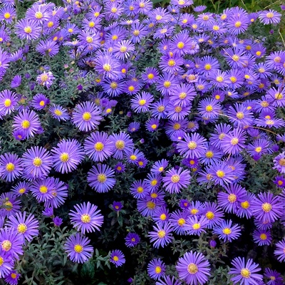 高山紫菀种籽荷兰菊多年生搭配