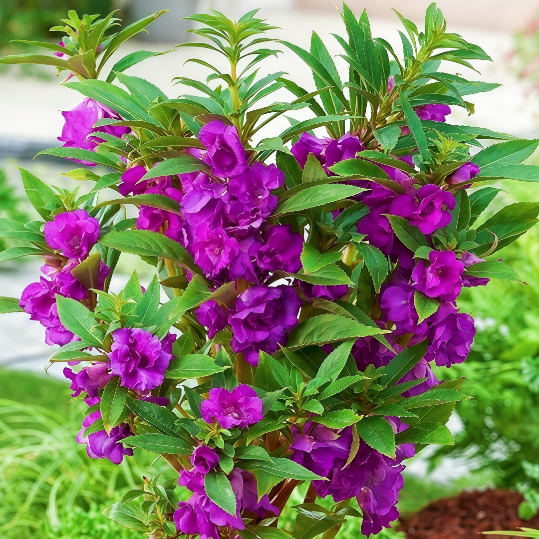 茶花凤仙种子重瓣凤仙花指甲花急性子学生儿童种植易种花籽盆栽