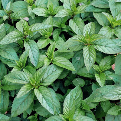 【胡椒薄荷种子】椒样薄荷