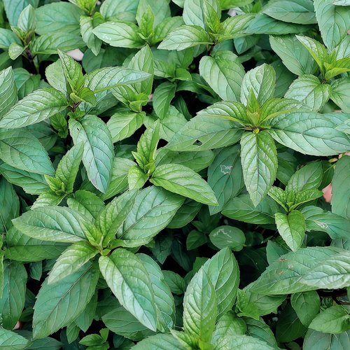 【胡椒薄荷种子】椒样薄荷
