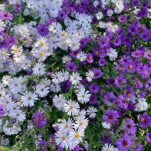 紫菀种子纽约紫菀荷兰菊蓝色小雏菊蓝玛格丽特宿根多年生耐寒花籽