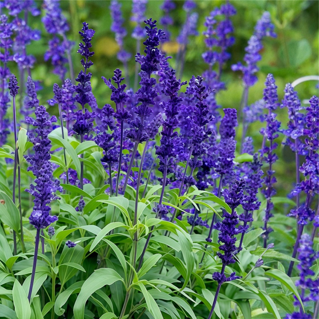 蓝花鼠尾草种子一串蓝蓝丝线耐热鼠尾草花园阳台盆栽长花期蓝色花