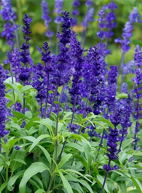 蓝花鼠尾草种子一串蓝蓝丝线耐热鼠尾草花园阳台盆栽长花期蓝色花