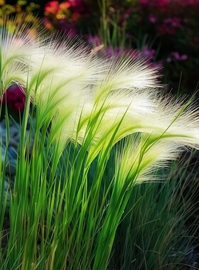 芒颖大麦草种子Foxtail barley松鼠狐尾观赏草籽变色自然花境花园