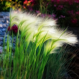 芒颖大麦草种子Foxtail barley松鼠狐尾观赏草籽变色自然花境花园