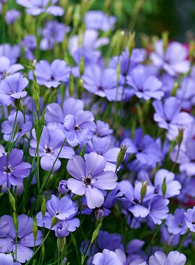 樱雪轮花种籽矮生小麦仙翁蓝色天使蓝天使维斯卡利亚蓝天使剪秋罗