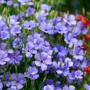 樱雪轮花种籽矮生小麦仙翁蓝色天使蓝天使维斯卡利亚蓝天使剪秋罗