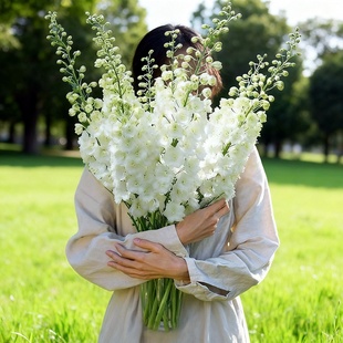 进口大飞燕草种子/神秘之水白色/魔法喷泉翠雀耐寒宿根多年生秋播