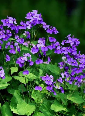 二月兰花种子耐荫耐寒多年生宿根蓝色野花诸葛菜种籽阳台庭院花海