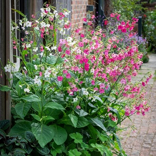 进口花烟草种子私语玫红渐变烟花草籽耐热花期长阳台庭院露台花境